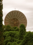 1 base dish.jpg
